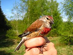 linnet.jpg